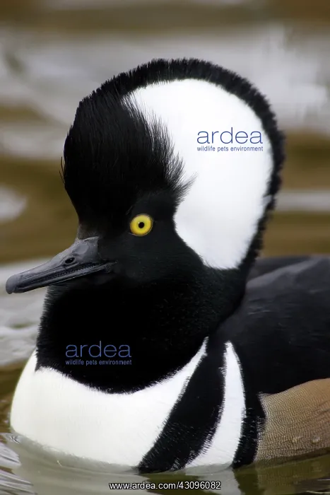 : Hooded Merganser : Hooded Merganser