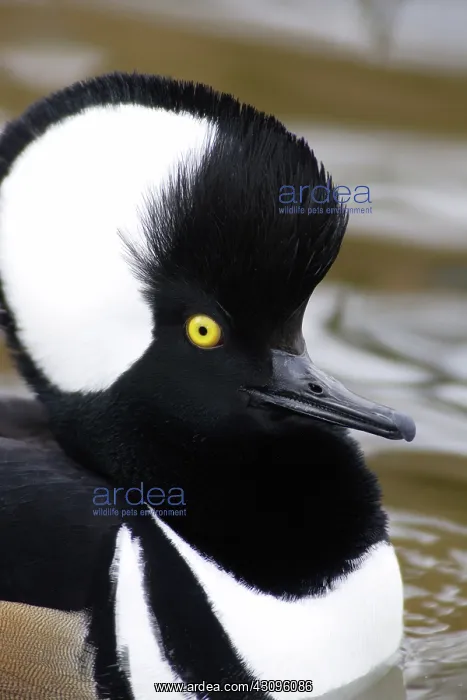  : Hooded Merganser