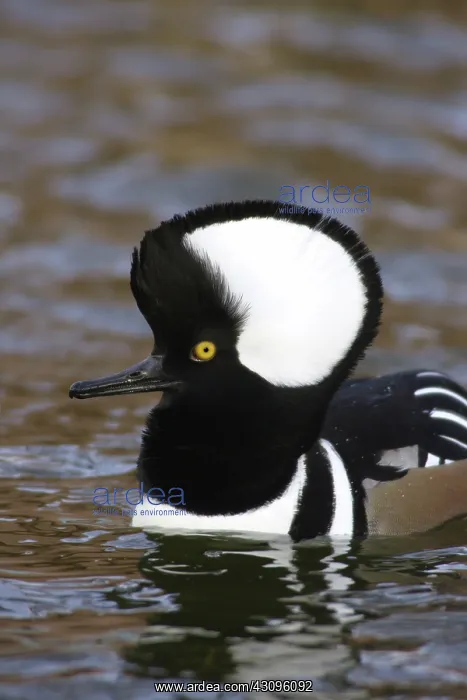 : Hooded Merganser : Hooded Merganser