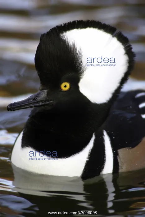 : Hooded Merganser : Hooded Merganser