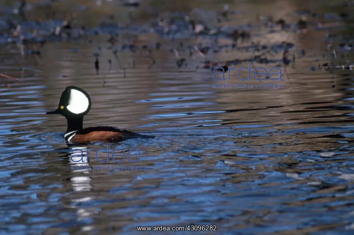  : Hooded Merganser