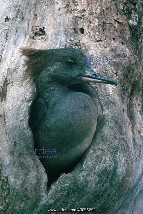 : Hooded Merganser : Hooded Merganser
