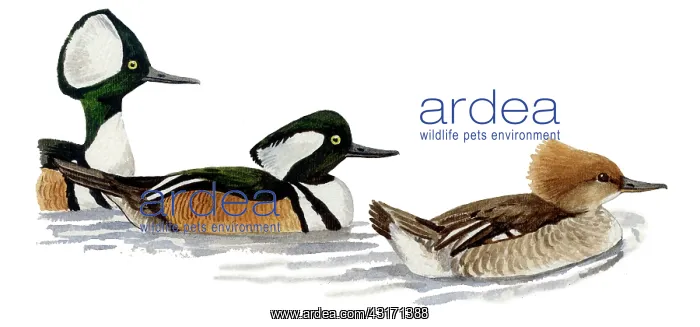 : Hooded Merganser : Hooded Merganser