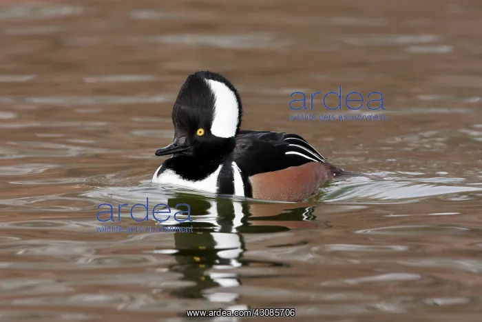 : Hooded Merganser Drake : Hooded Merganser Drake