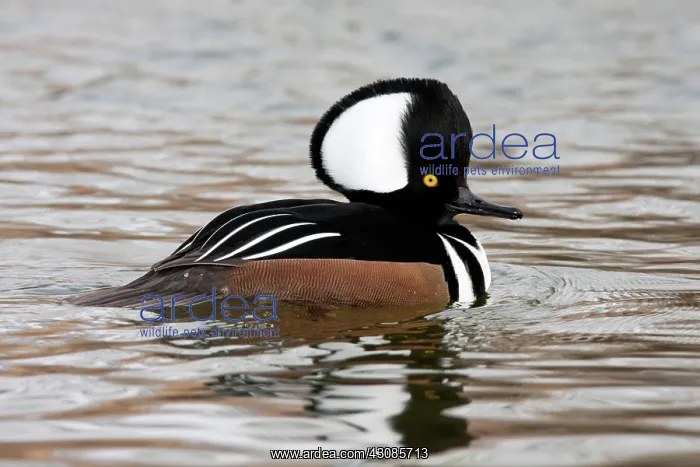 : Hooded Merganser Drake