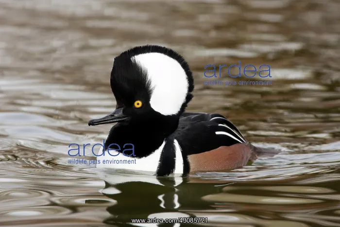 : Hooded Merganser Drake : Hooded Merganser Drake