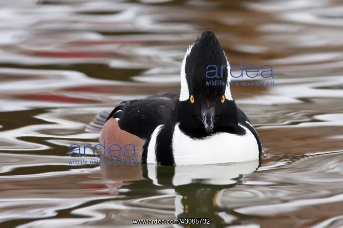 : Hooded Merganser Drake : Hooded Merganser Drake