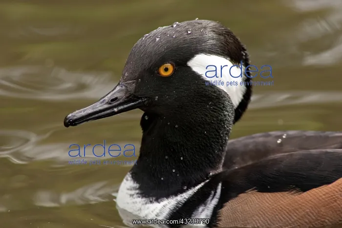 : A Hooded Merganser drake (Lophodytes cucullatus) : A Hooded Merganser drake (Lophodytes cucullatus)