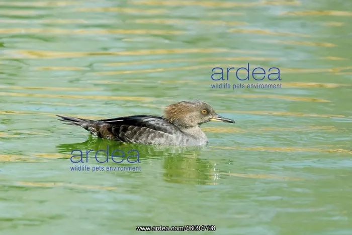 : Hooded Merganser female : Hooded Merganser female