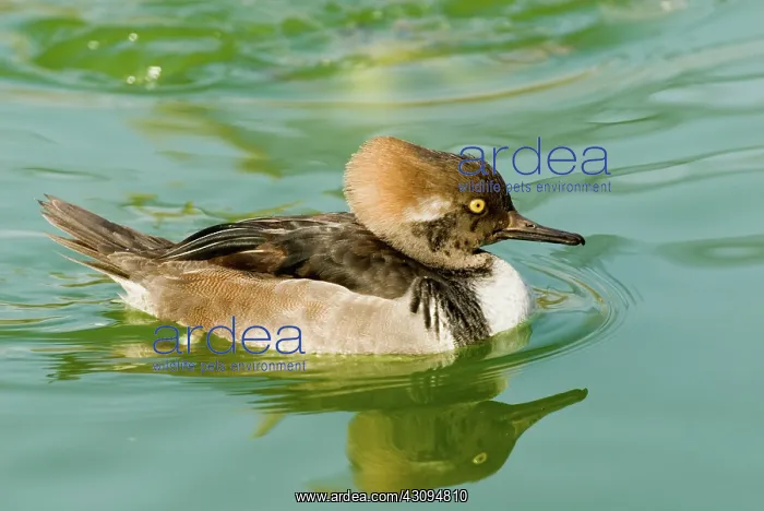 : Hooded Merganser immature male : Hooded Merganser immature male