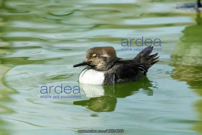 : Hooded Merganser immature male : Hooded Merganser immature male