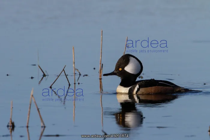 : Hooded Merganser (Lophodytes cucullatus) : Hooded Merganser (Lophodytes cucullatus)
