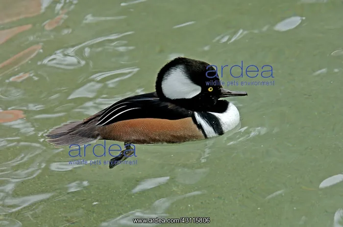 : Hooded Merganser (Lophodytes cucullatus) : Hooded Merganser (Lophodytes cucullatus)