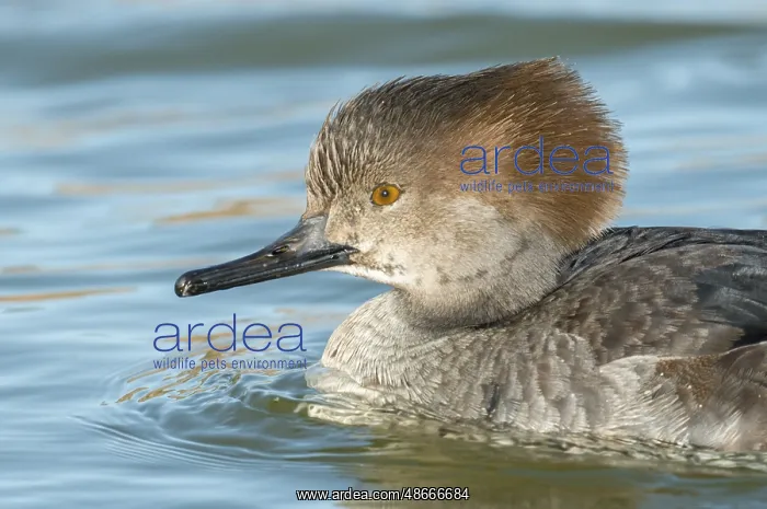  : Hooded Merganser (Lophodytes cucullatus) female, Arizona
