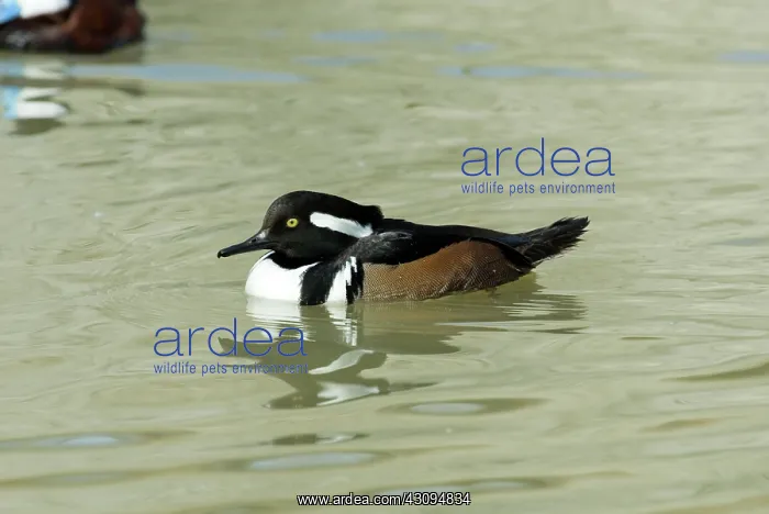 : Hooded Merganser male : Hooded Merganser male