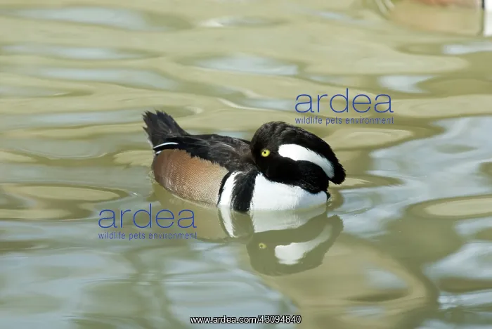 : Hooded Merganser male : Hooded Merganser male