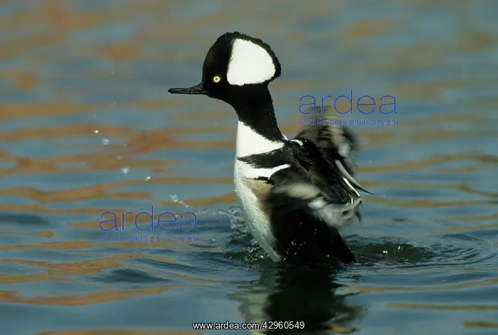 : Hooded merganser - washing : Hooded merganser - washing