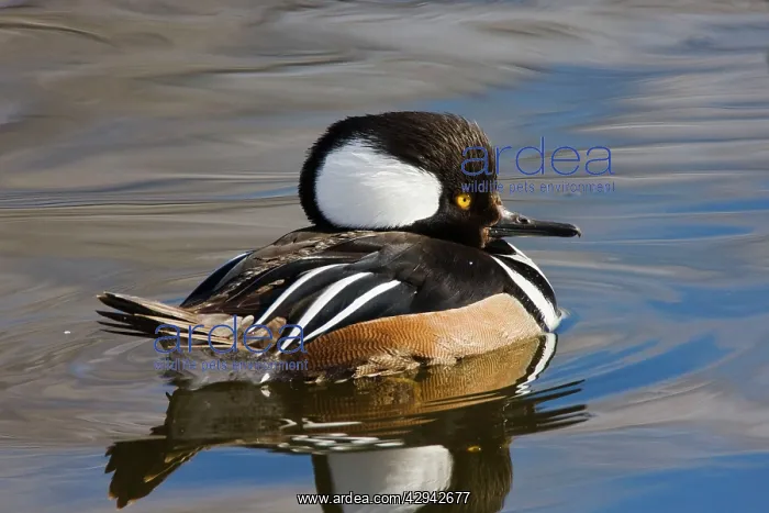 : Hooded Merganser - in winter : Hooded Merganser - in winter