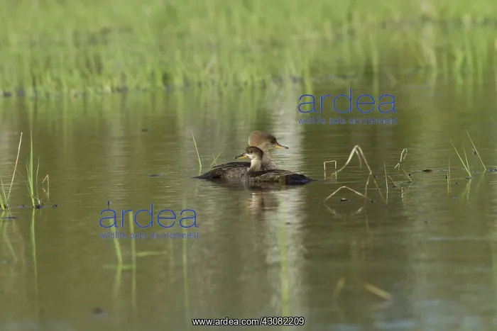 : Hooded Mergansers : Hooded Mergansers