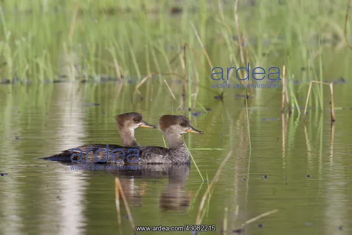 : Hooded Mergansers : Hooded Mergansers
