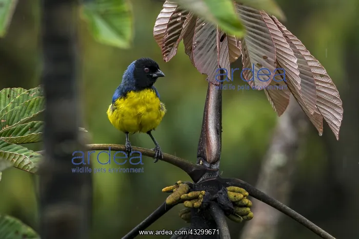 : Hooded Mountain Tanager (Buthraupis montana) Putumayo : Hooded Mountain Tanager (Buthraupis montana) Putumayo