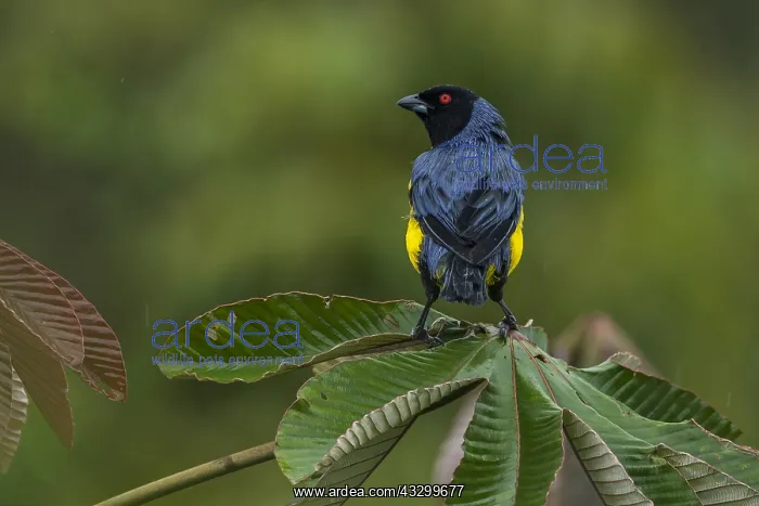 : Hooded Mountain Tanager (Buthraupis montana) Putumayo : Hooded Mountain Tanager (Buthraupis montana) Putumayo