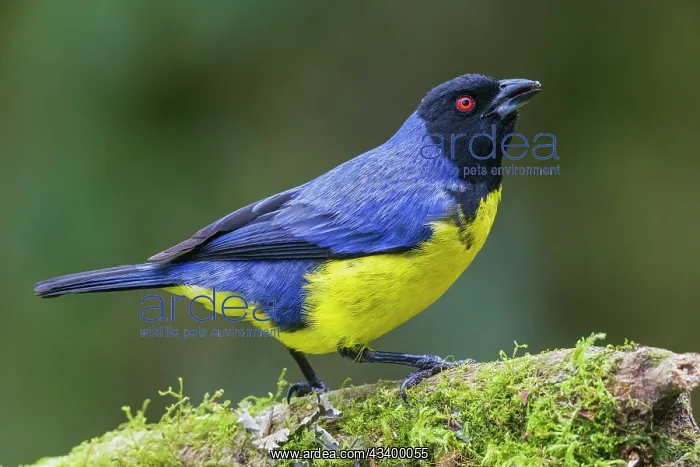 : Hooded mountain tanager, cloud forest of Ecuador : Hooded mountain tanager, cloud forest of Ecuador