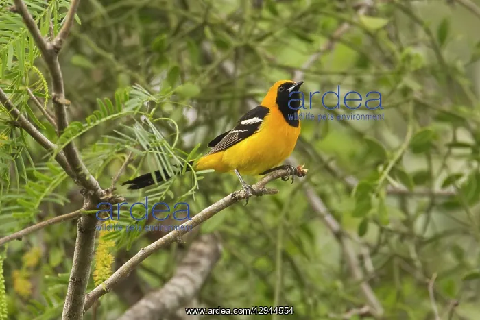 : Hooded Oriole : Hooded Oriole