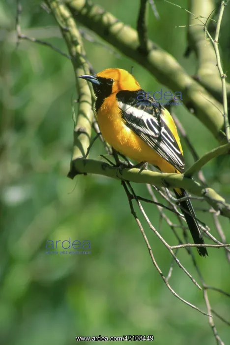 : Hooded Oriole : Hooded Oriole