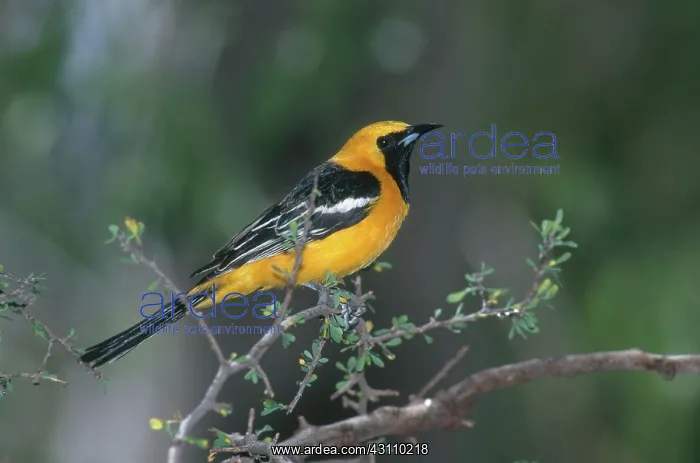 : Hooded Oriole : Hooded Oriole