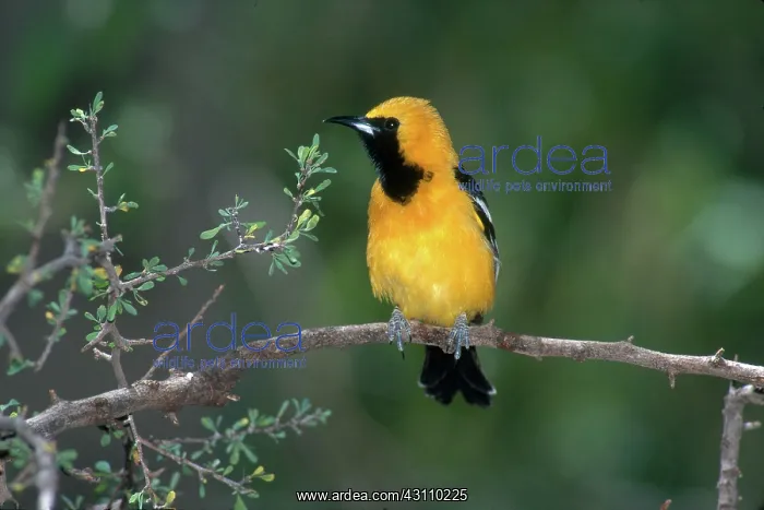 : Hooded Oriole : Hooded Oriole