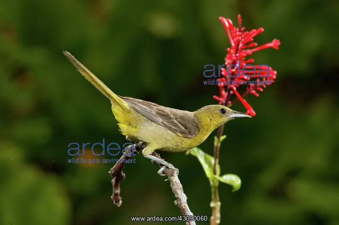 : Hooded Oriole female : Hooded Oriole female