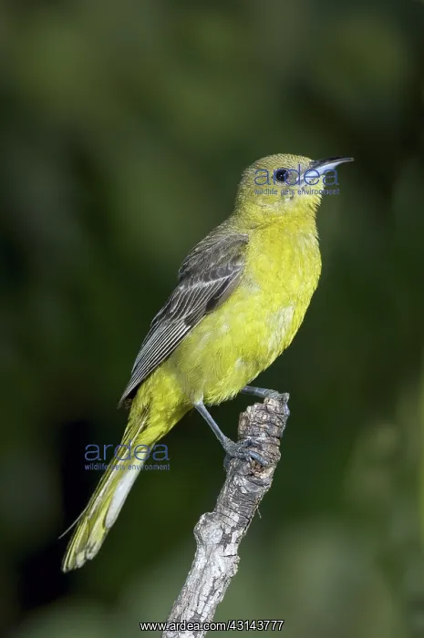 : Hooded Oriole Female : Hooded Oriole Female