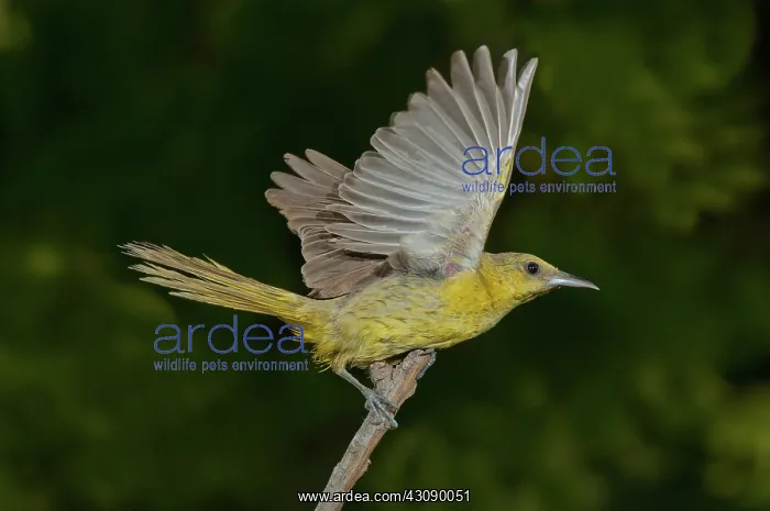 : Hooded Oriole Hen at take off : Hooded Oriole Hen at take off