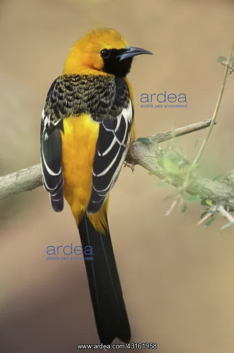 : Hooded Oriole (Icterus cucullatus) : Hooded Oriole (Icterus cucullatus)