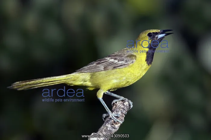 : Hooded Oriole Juvenile : Hooded Oriole Juvenile