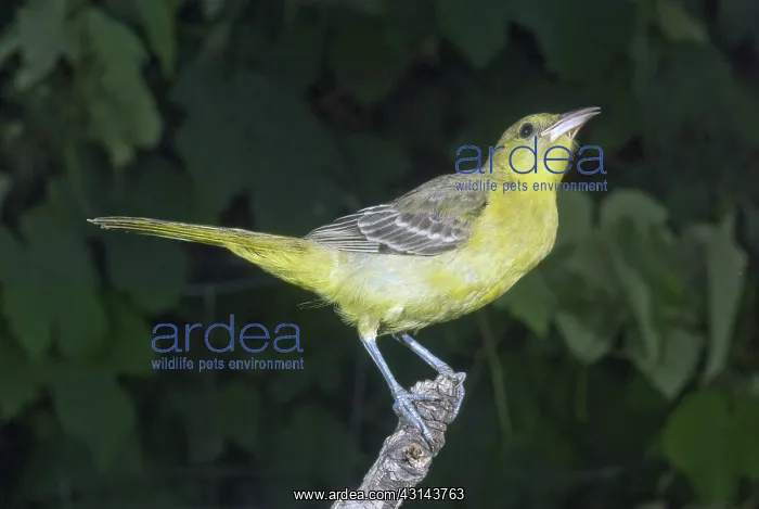 : Hooded Oriole Juvenile : Hooded Oriole Juvenile