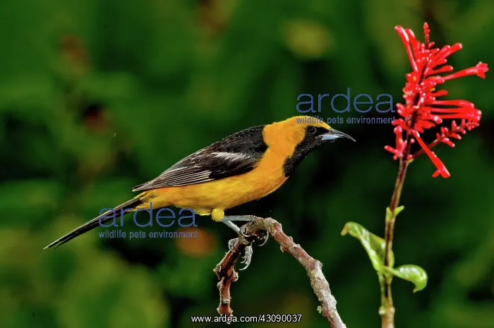 : Hooded Oriole Male : Hooded Oriole Male