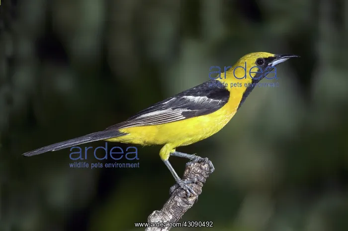 : Hooded Oriole Male : Hooded Oriole Male