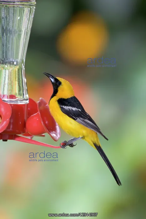 : Hooded Oriole - male, at a hummingbird feeder : Hooded Oriole - male, at a hummingbird feeder