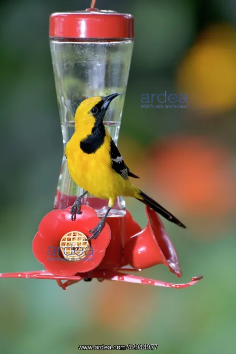: Hooded Oriole - male, at a hummingbird feeder : Hooded Oriole - male, at a hummingbird feeder