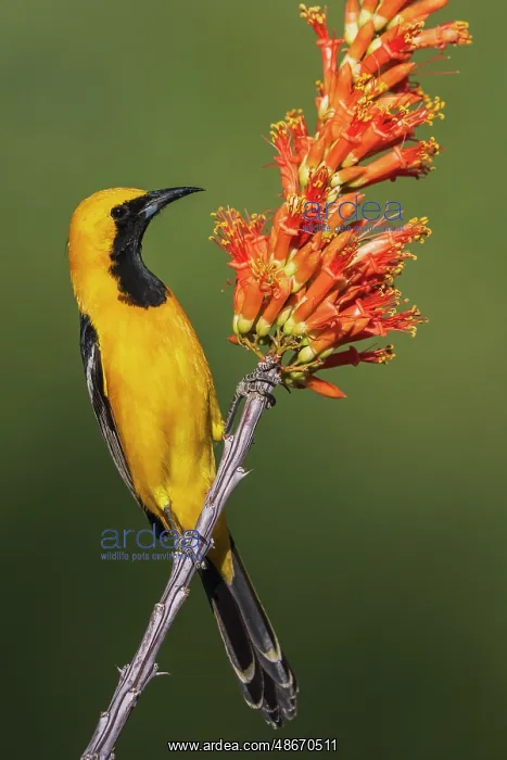 : Hooded oriole pauses for a moment while checking ocotillo : Hooded oriole pauses for a moment while checking ocotillo