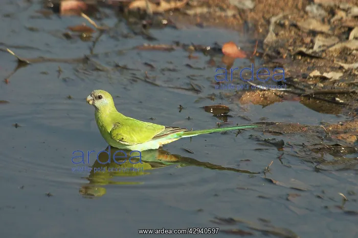 : Hooded Parrot - female : Hooded Parrot - female