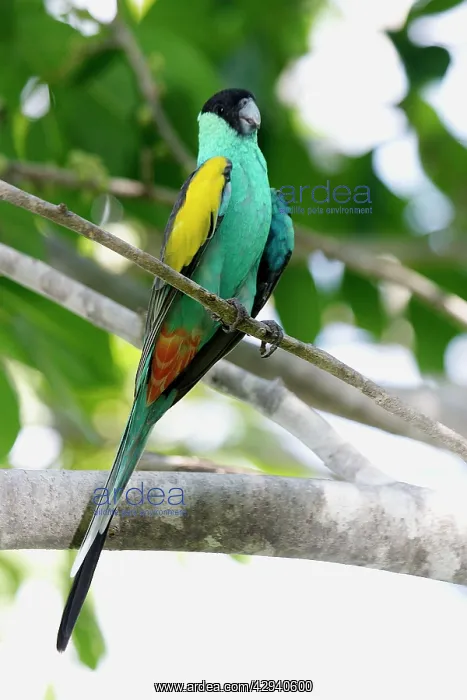 : Hooded Parrot - male : Hooded Parrot - male