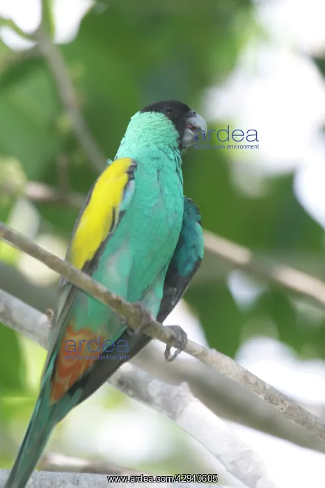 : Hooded Parrot - male : Hooded Parrot - male