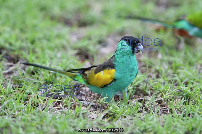 : Hooded Parrot - male feeding on seeding grasses : Hooded Parrot - male feeding on seeding grasses