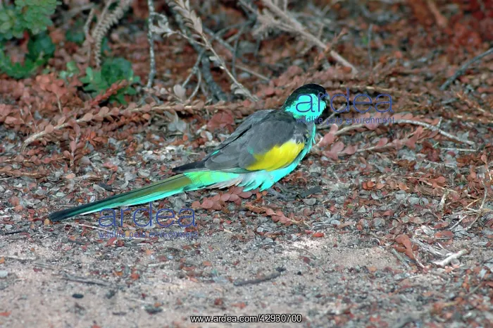 : Hooded Parrot - male foraging on ground : Hooded Parrot - male foraging on ground