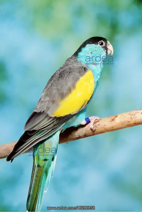 : HOODED PARROT - perched on branch : HOODED PARROT - perched on branch