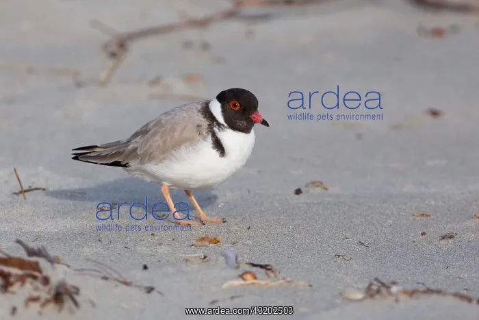 : Hooded Plover - On the beach -A dventure Bay - : Hooded Plover - On the beach -A dventure Bay -