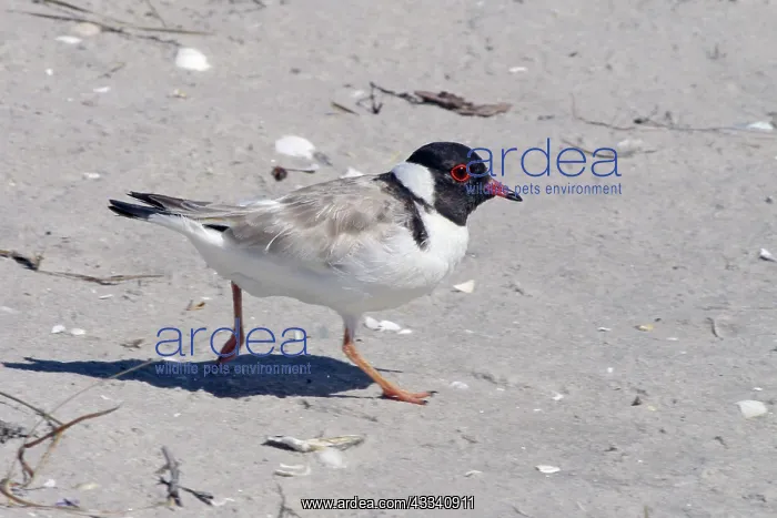 : Hooded PLOVER - on beach, side view : Hooded PLOVER - on beach, side view